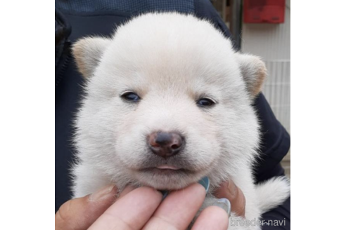 成約済の富山県の柴犬-184816の5枚目